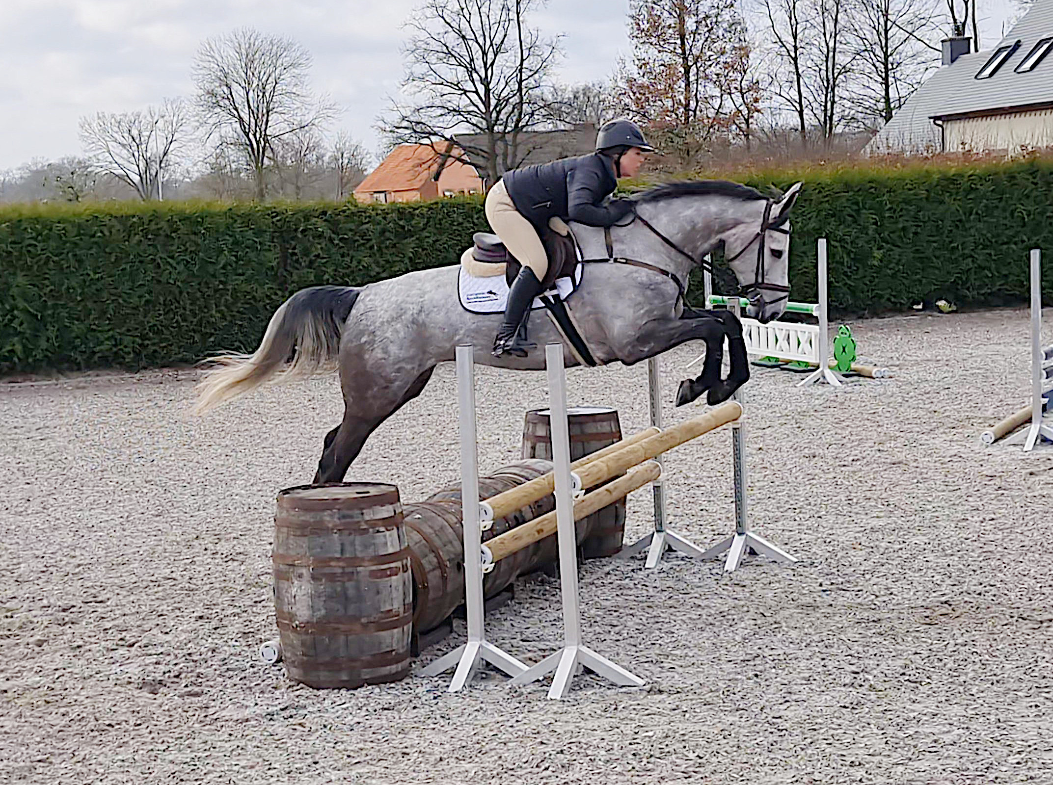 Jumper, hunter and Equitation horses for sale European sporthorses